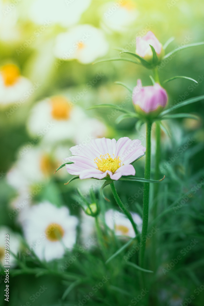 Cosmos Flowers Cosmos Flowers