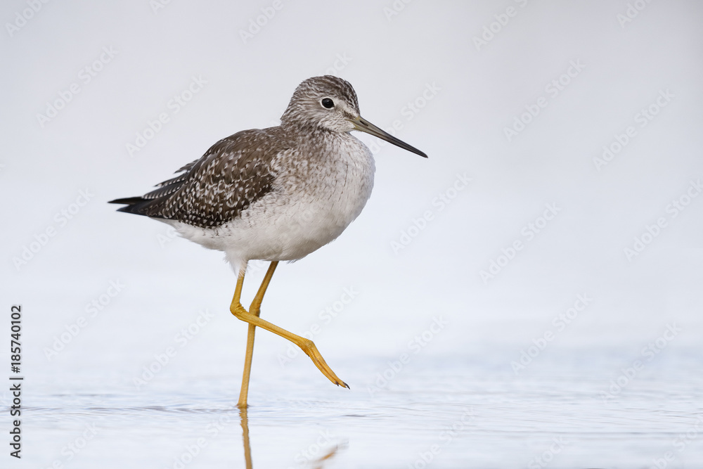Greater Yellowlegs wading in a shallow pond - Florida Greater Yellowlegs wading in a shallow pond - Florida