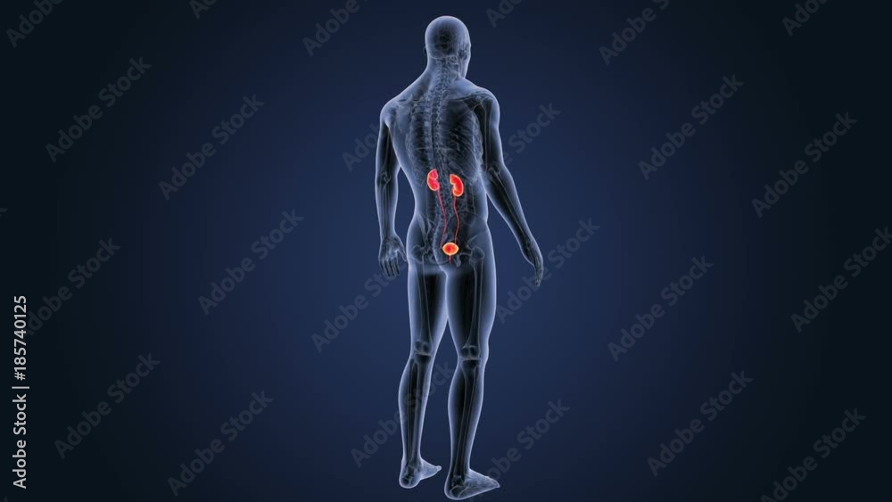 Urinary System with Anatomy Urinary System with Anatomy