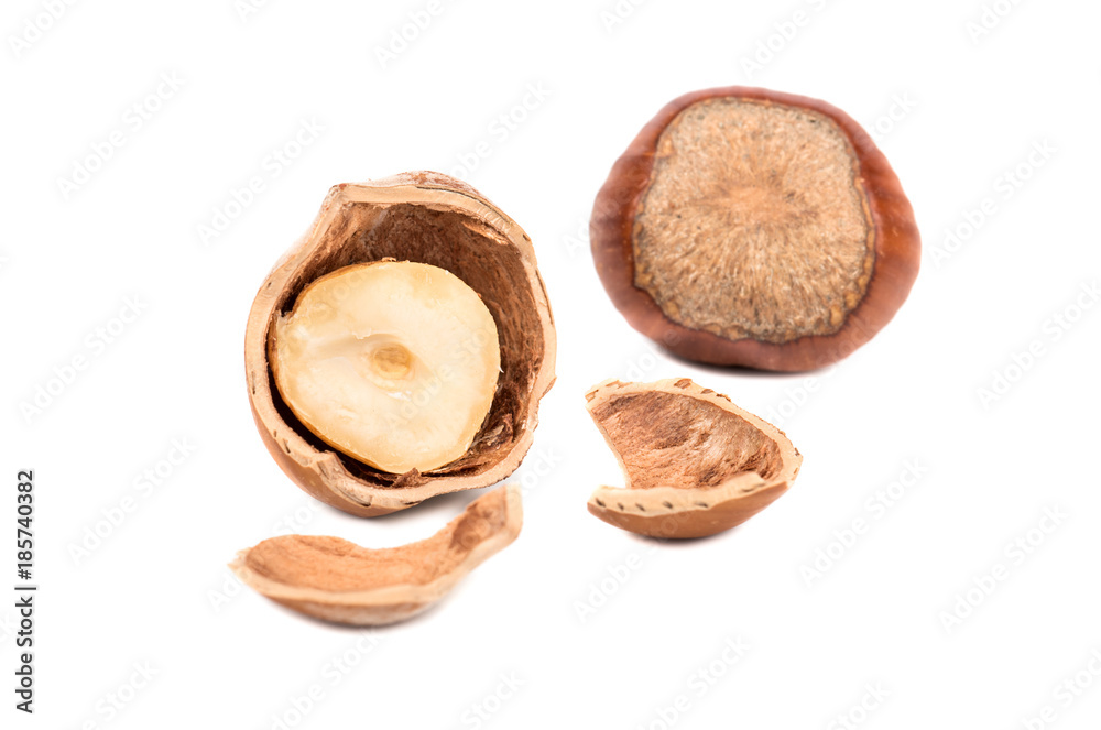 Half of hazelnut with fragments Half of hazelnut with fragments