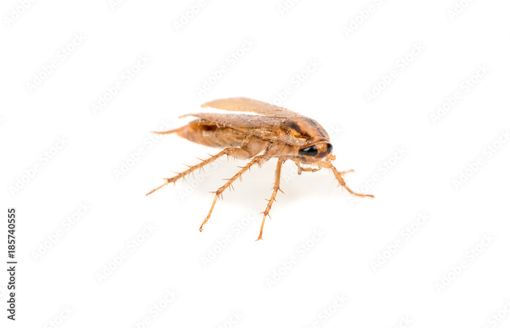 Brown cockroach Brown cockroach