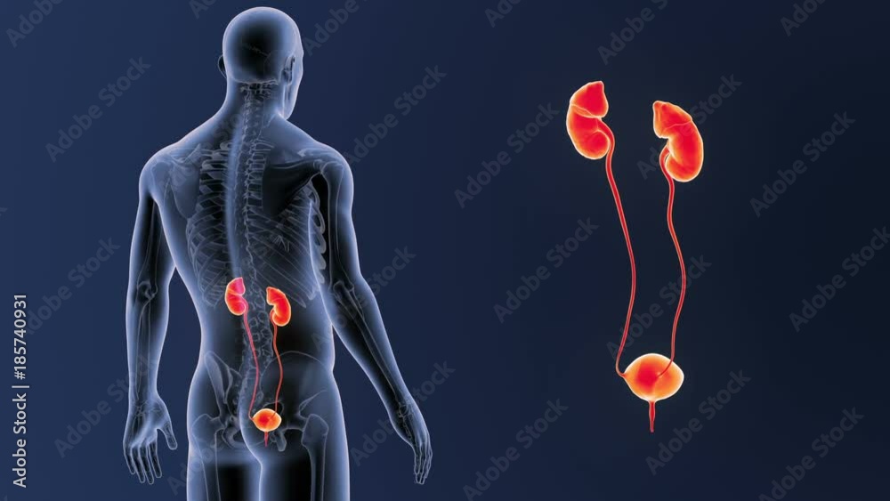 Urinary System zoom with Skeleton Urinary System zoom with Skeleton