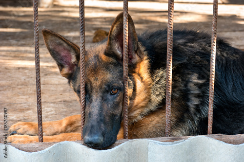Fototapeta Naklejka Na Ścianę i Meble -  German shepherd in a cage