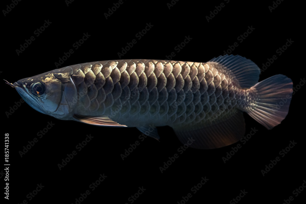 Malasian Golden Arowana Isolated On Black Background Stock Photo Adobe Stock