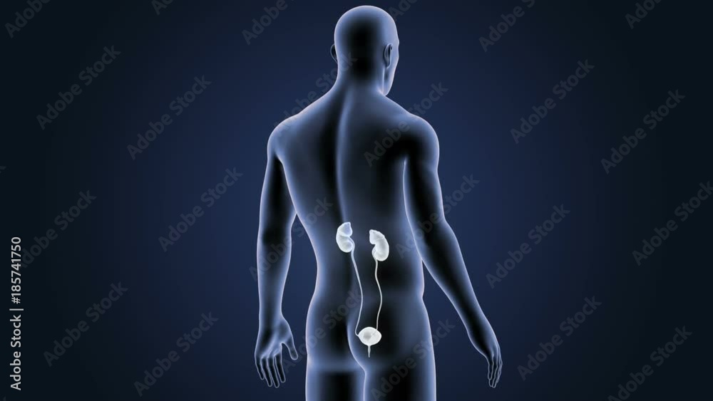 Urinary System with Body Urinary System with Body