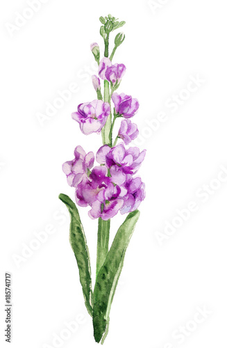 Fototapeta Naklejka Na Ścianę i Meble -  double-flowered hoary stock flower