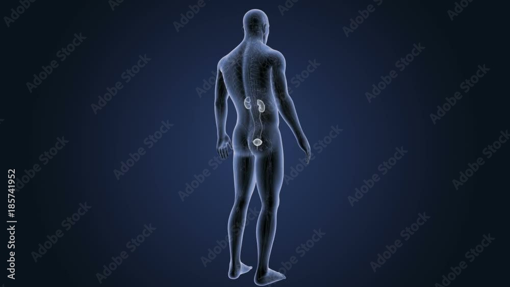 Urinary System with CS