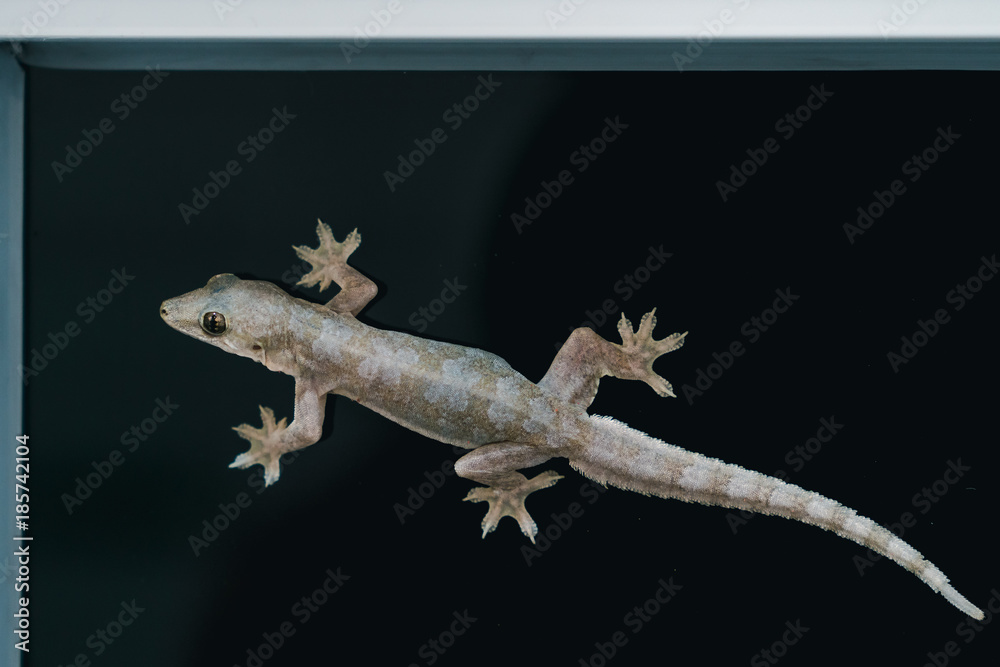 Naklejka premium Lizard hang on a glass window in black background