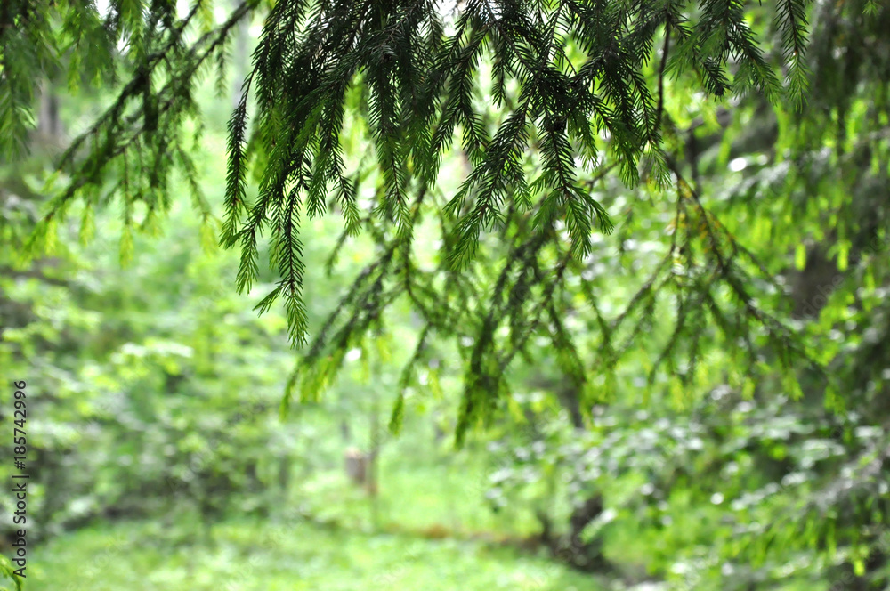 Young fir branches on a green background, soft focus