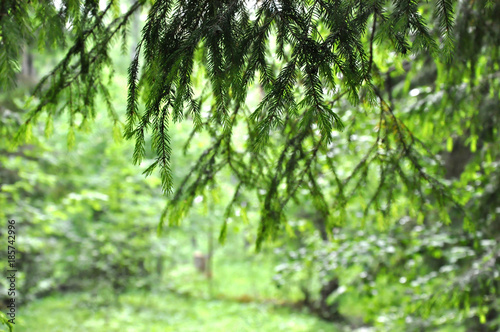 Young fir branches on a green background  soft focus