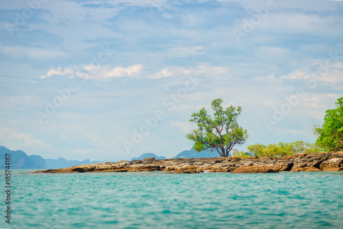 A view of a tree on a deserted rocky beach of a tropical uninhabited island