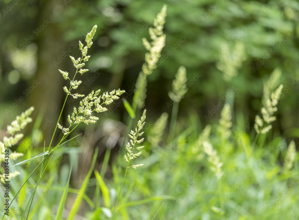Fototapeta premium grass ear closeup