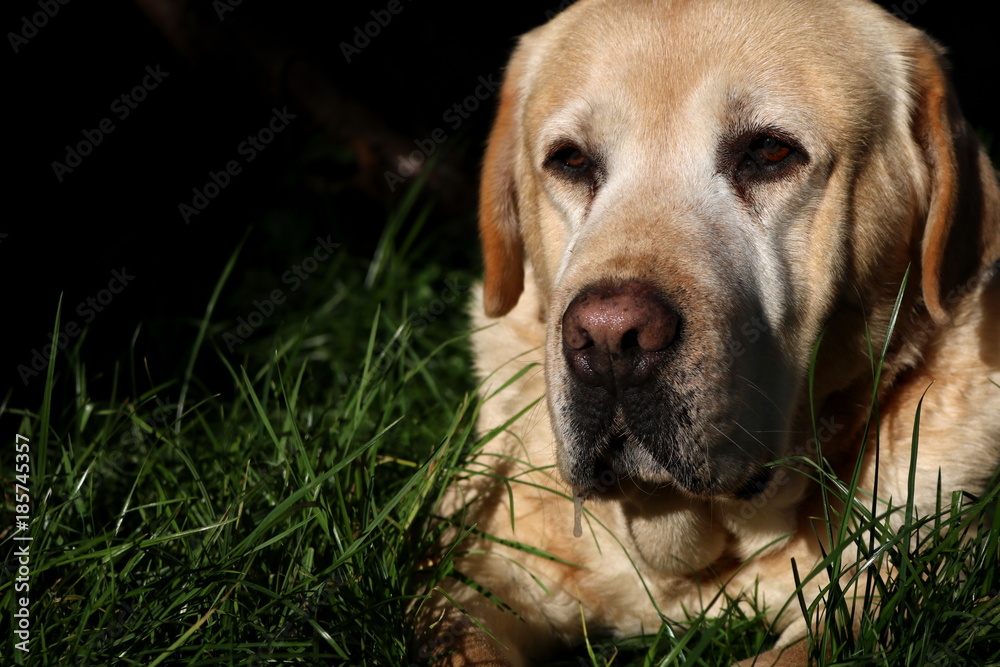 yellow Labrador retriever dog