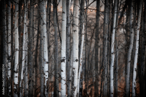 Row of Birches close up