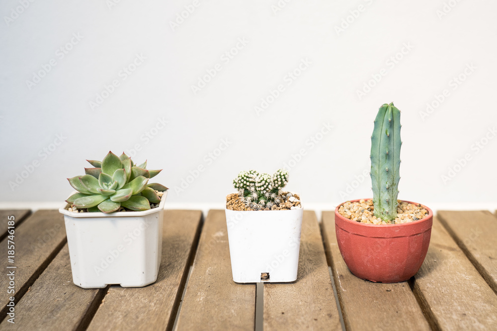 Small cactus .Still Life Natural many Cactus Plants on Vintage style closed up style. Small cactus .Still Life Natural many Cactus Plants on Vintage style closed up style.