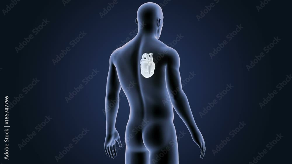 Heart with Body Heart with Body