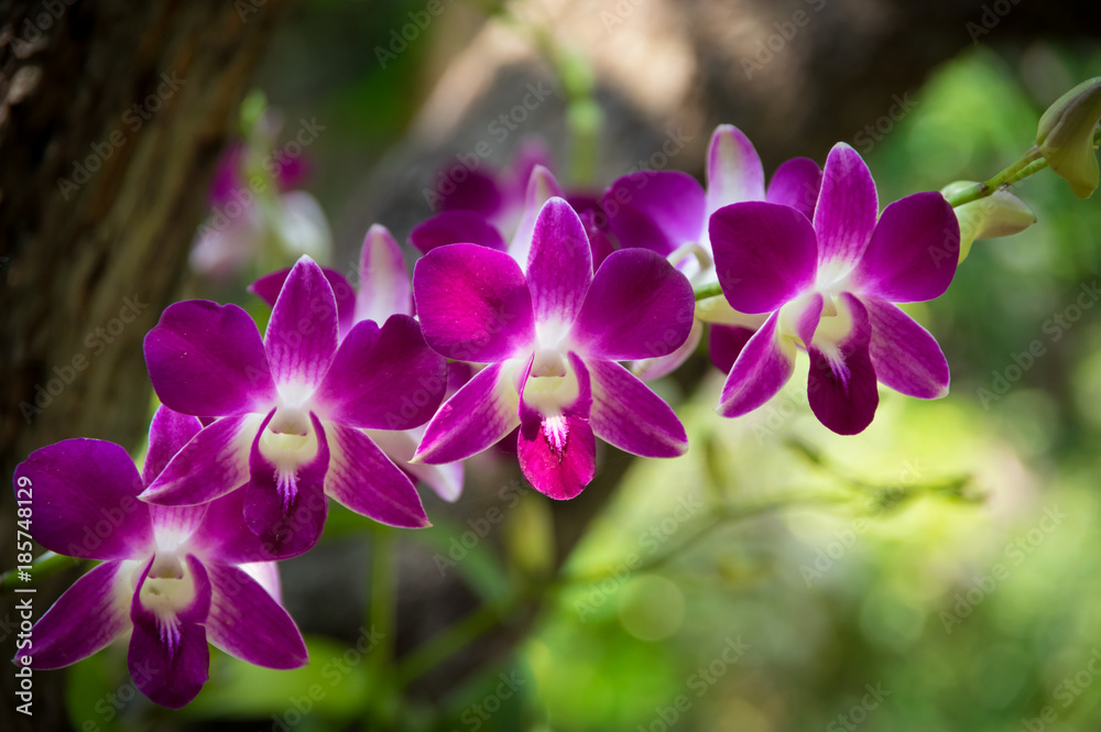 Orchid flowers,nature or garden. Orchid flowers,nature or garden.