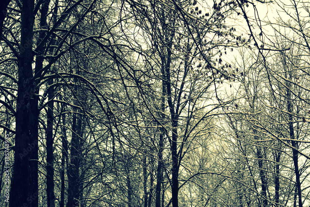 Obraz premium beautiful winter forest, landscape, wilderness, nature. toned image