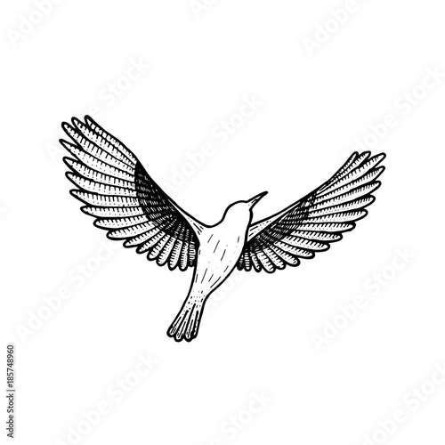 bird flying. illustration vector. hand drawing line art of animal. bird isolated line on white background. symbol of freedom. tattoo design.