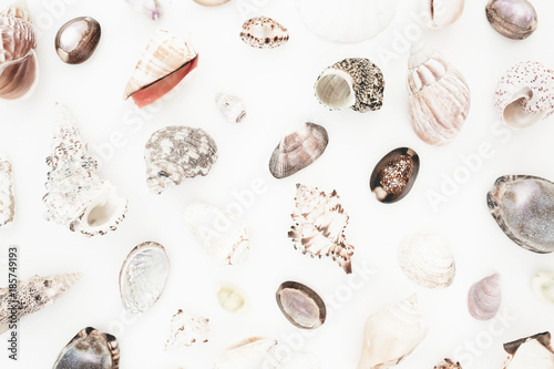 Pattern of ocean shells on white background. Flat lay. Top view. Natural background