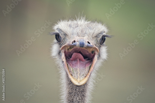 Portrait of an ostrich bird in a natural environment - Funny face portrait with the open mouth  © Laura Battiato