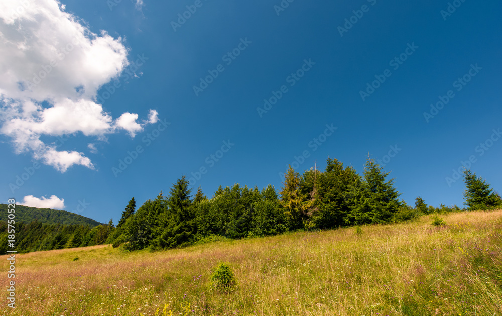 grassy meadow with wild herbs near the forest. beautiful nature summertime scenery in mountainous area grassy meadow with wild herbs near the forest. beautiful nature summertime scenery in mountainous area