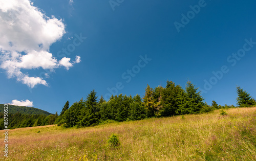 grassy meadow with wild herbs near the forest. beautiful nature summertime scenery in mountainous area