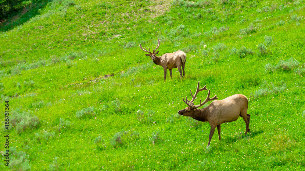 Two elk walking through a grass field in spring Two elk walking through a grass field in spring