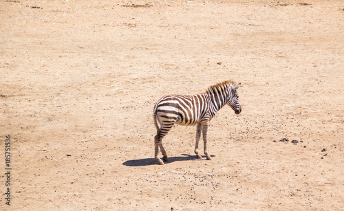 Zebra standing in on Safari  
