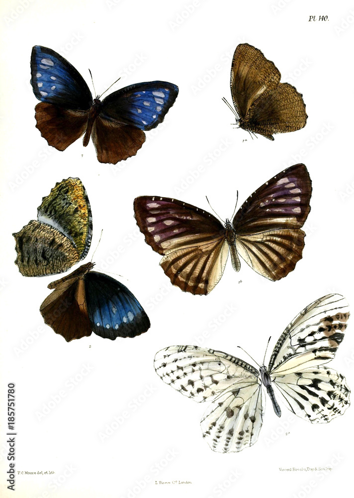 Naklejka Butterflies