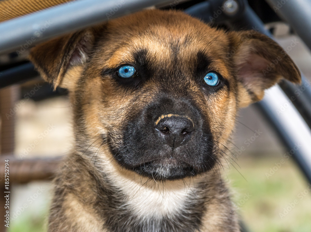 Cute puppy Cute puppy