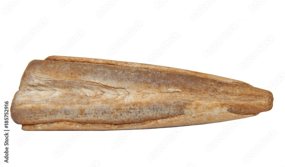 Obraz premium Belemnite fossil