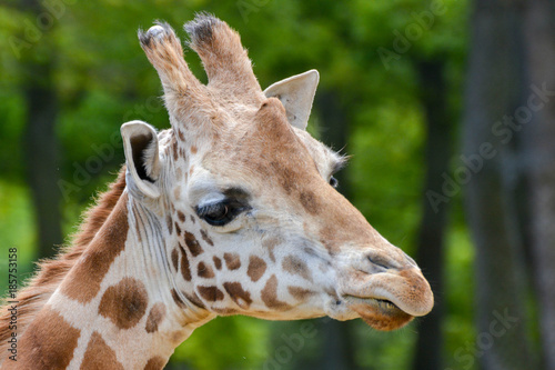 Girafe de Rothschild
