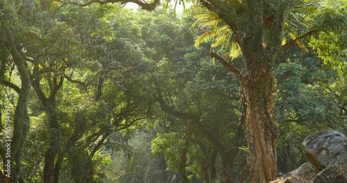 Green forest and sunlight
