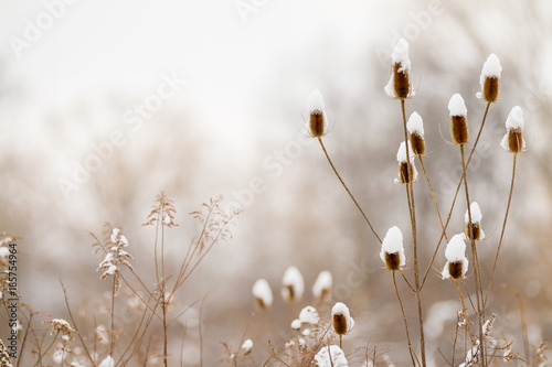 Teasel stalks in the meadow covered with snow in the winter