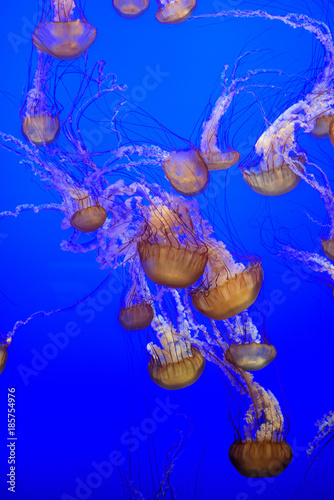 jelly fish swarm