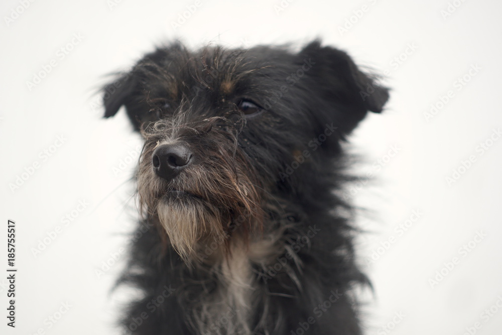 Portrait of a dirty dog
