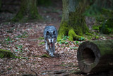Friedlicher einsamer Wolf im Wald