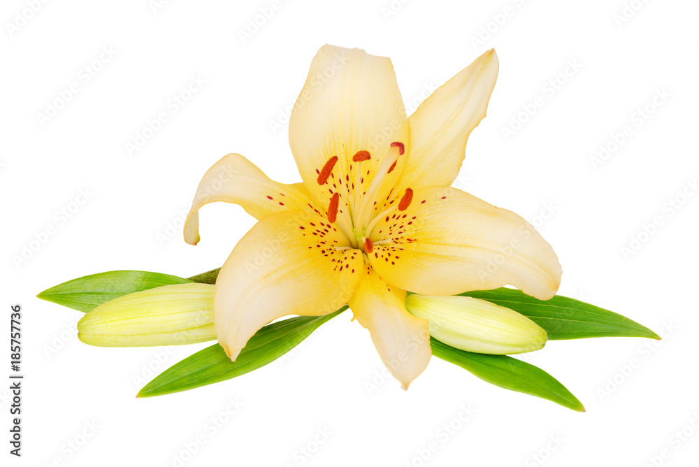 Beautiful Lily flower on a white background