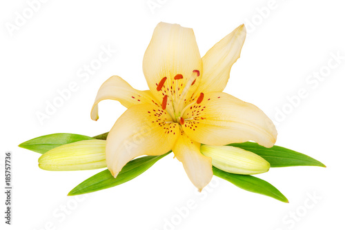 Beautiful Lily flower on a white background