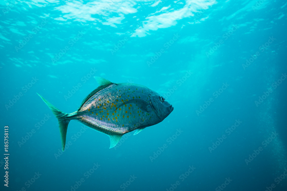 Fototapeta premium Tuna