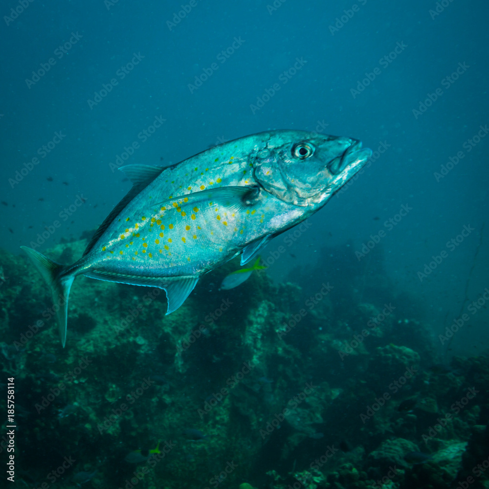 Fototapeta premium Tuna