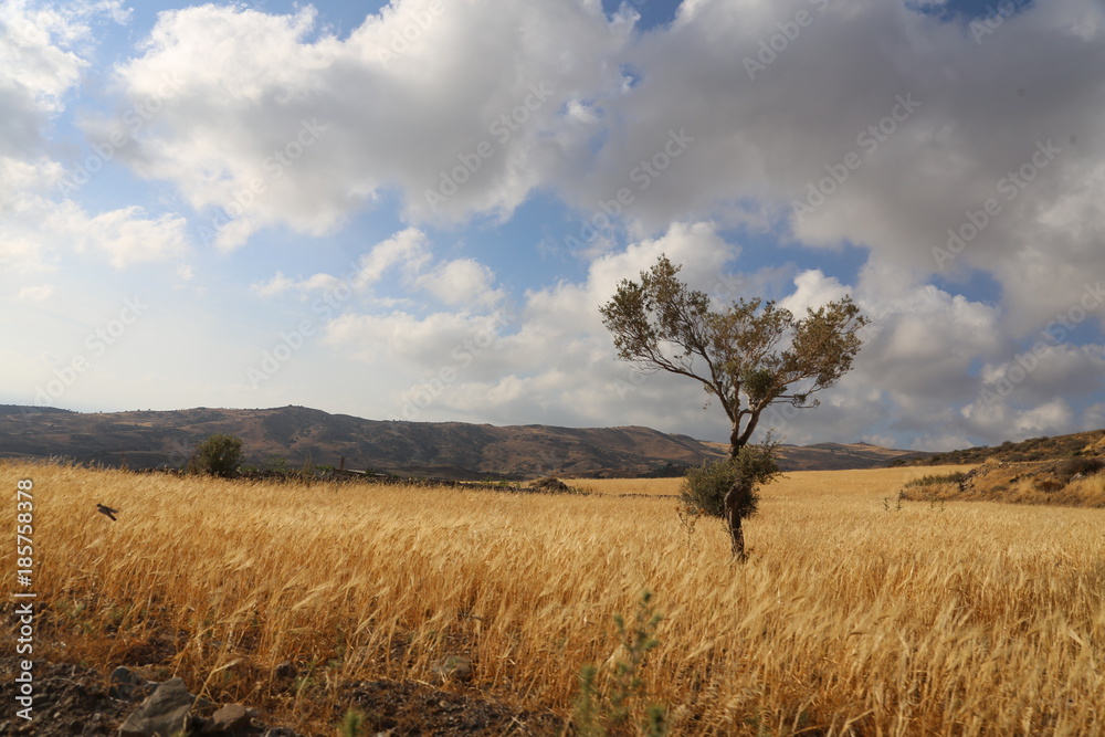 tree against a beautiful sky with clouds and a field of rye in the mountains of Cyprus