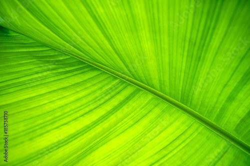 Banana leaf. Background and texture.