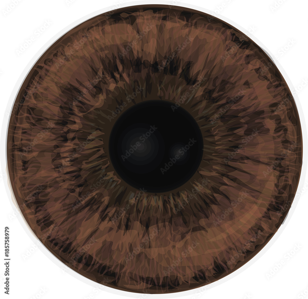 Vector realistic human eye iris. Eye iris vector painted texture. Brown Eye. Vector realistic human eye iris. Eye iris vector painted texture. Brown Eye.