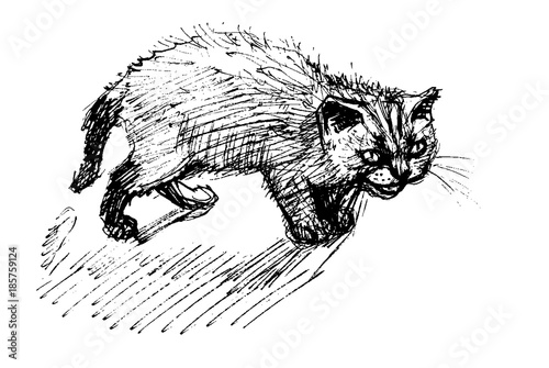 Angry cat