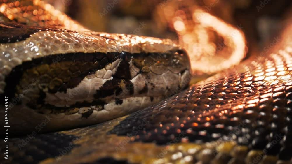 extreme close up of the head of a burmese python