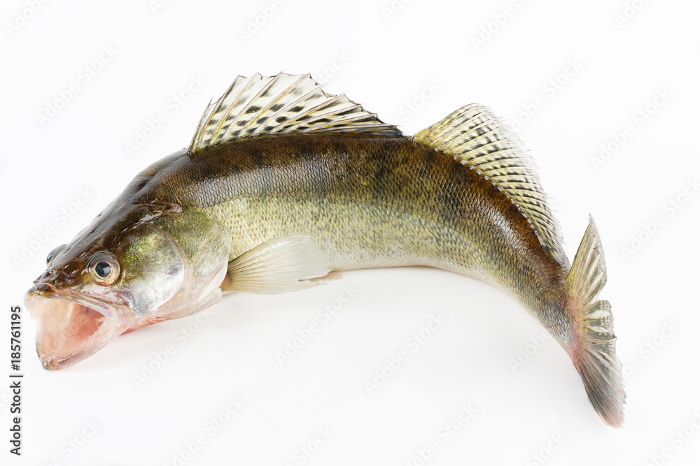 Obraz premium Live zander or pikeperch