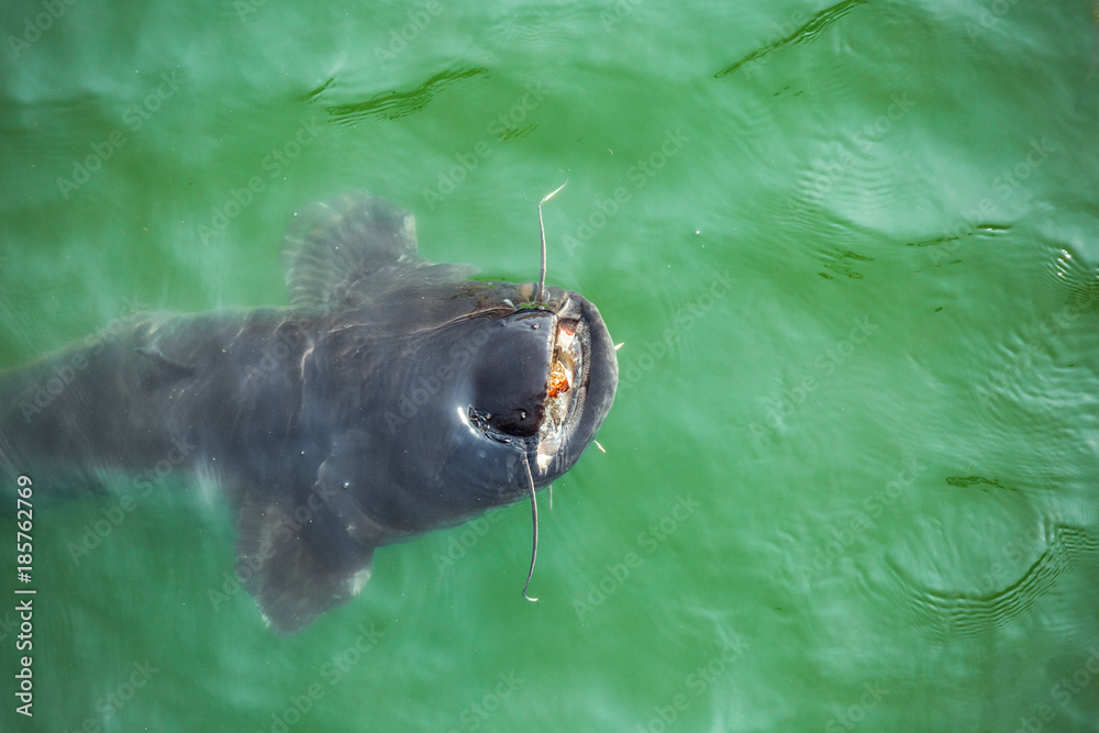 giant catfish in the cooling pond of the Chernobyl nuclear power plant