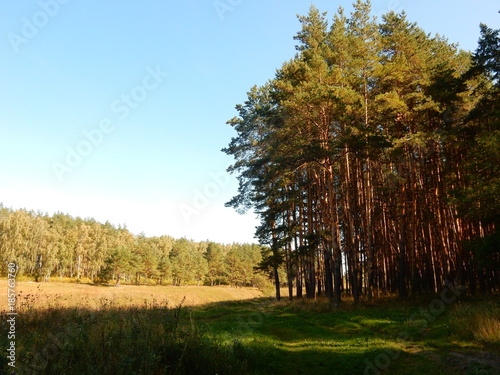 pile of pines